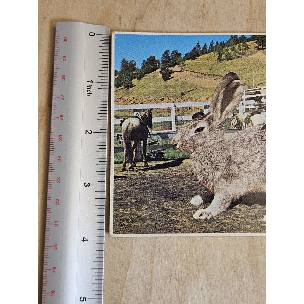 Vintage Petley Studios Big Jack Giant Rabbit Ranch Cowboy Postcard B8317